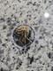 1987 Silver Eagle Gold Gild. 9999 Dollar 1oz Coin